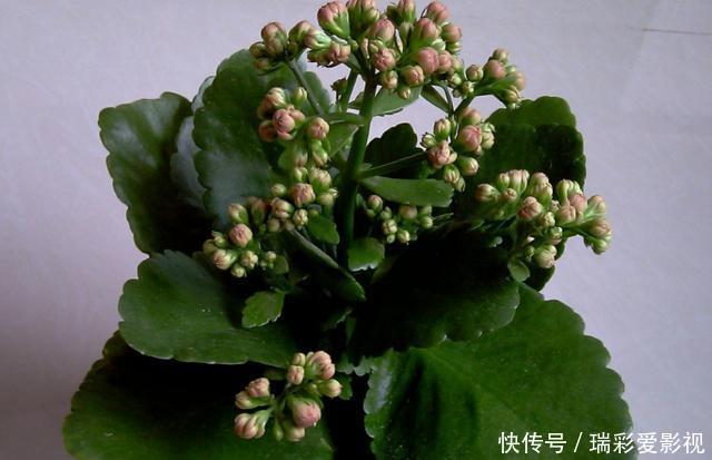 温度|不愿长寿花冬天黄叶、花刚开就掉落,浇水切记遵循这3规则