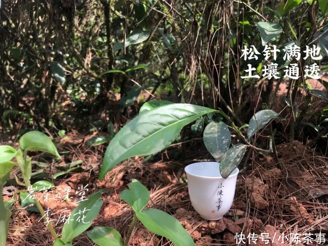 慧苑|我在武夷山“捡漏”，采到一泡小牛肉岩茶，味道如何？