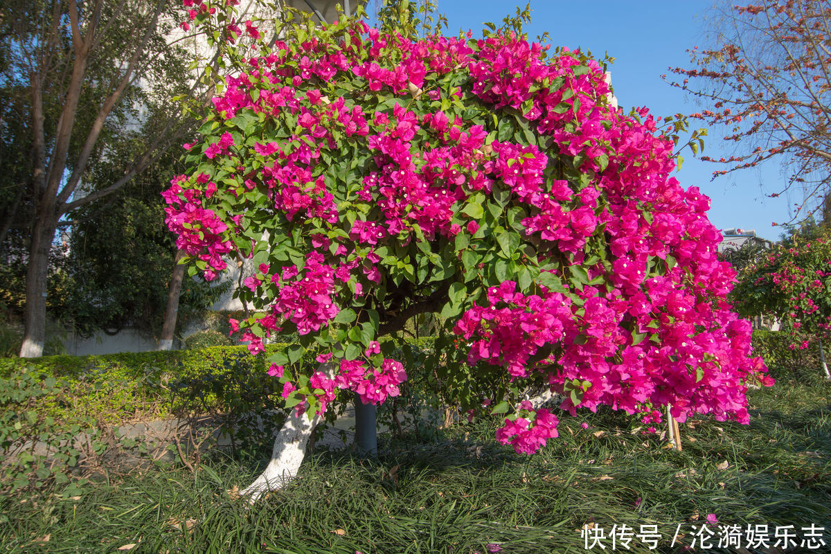 啤酒水|三角梅能开多少花一年只能开一次不,好好呵护它,总是开花