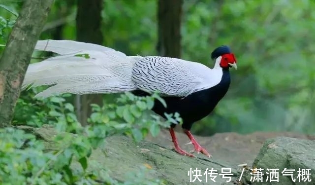 白鹇|白鹇鸡!太美了!