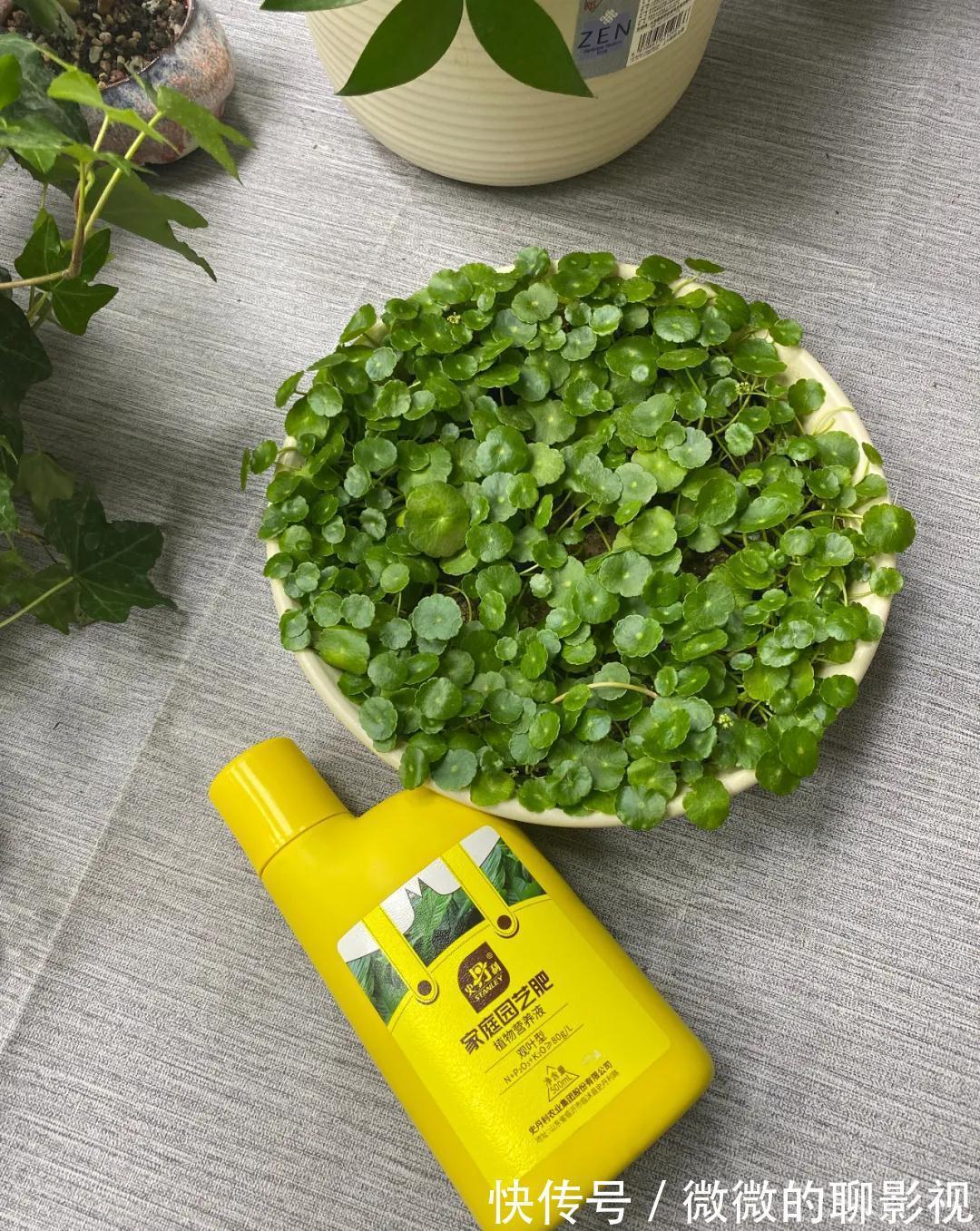 这5种花,越喷水,长得越好,叶子绿的能滴油