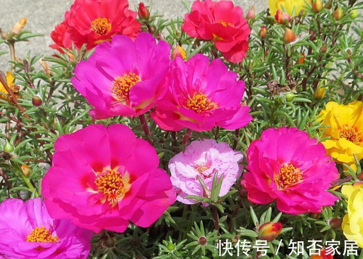 知晓|家里光照不足,四种花很难开花,养护要知晓