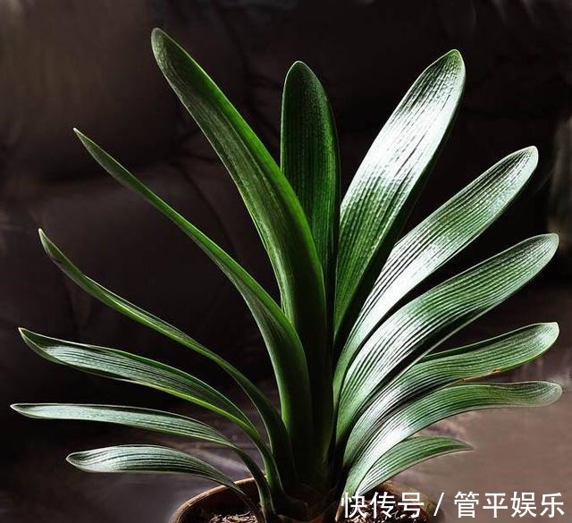 透气孔|养君子兰,有一个“小技巧”,长得叶大叶宽,花多,根系壮