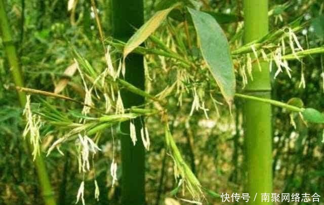 道理|“竹子开花,马上搬家”,老祖宗为何这么说?有什么道理吗?