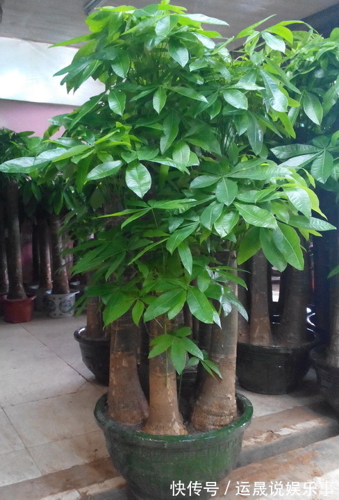 5种“有钱花”,满盆“铜钱叶”,越养钱越多,有钱人家都爱养它