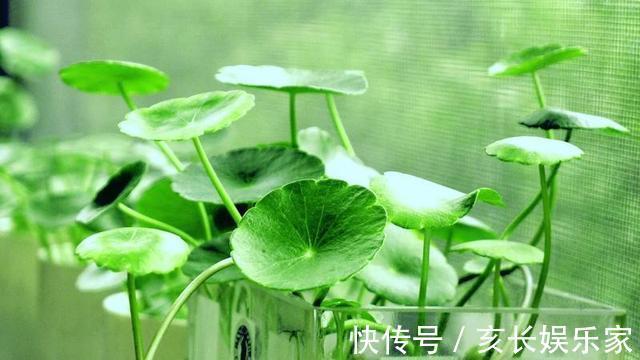 叶片圆滚滚寓意能招财,家里养一盆“铜钱草”,家里人跟着幸福
