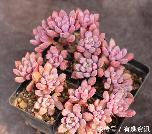 老桩|多肉植物爱吃2种肥,根系健壮,叶子肥厚,养成老桩