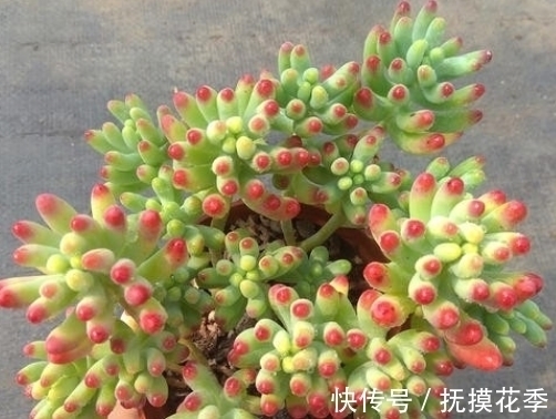 多肉植物|多肉乙女心,天暖盆栽时多晒太阳、适量低温才能让叶子越长越美