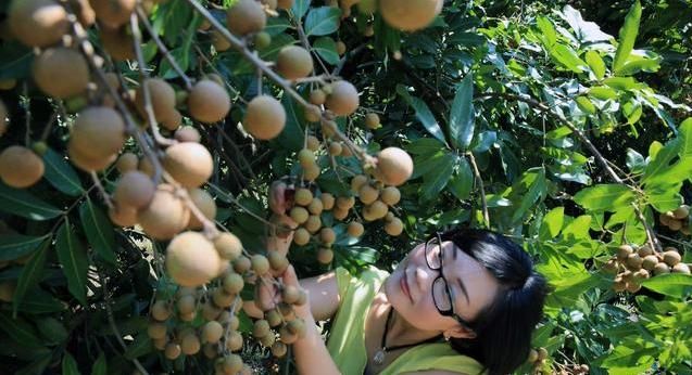 龙眼营养价值高，但是有3种人不能吃，那个人是你吗