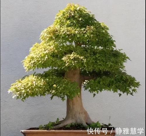 树种|盆景各式各样,叫法各有不同,基础的13种式样,你见过几种