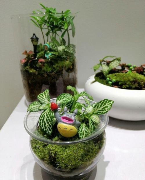 这花真好养,叶子沾点水就能活,7天爆满一大缸