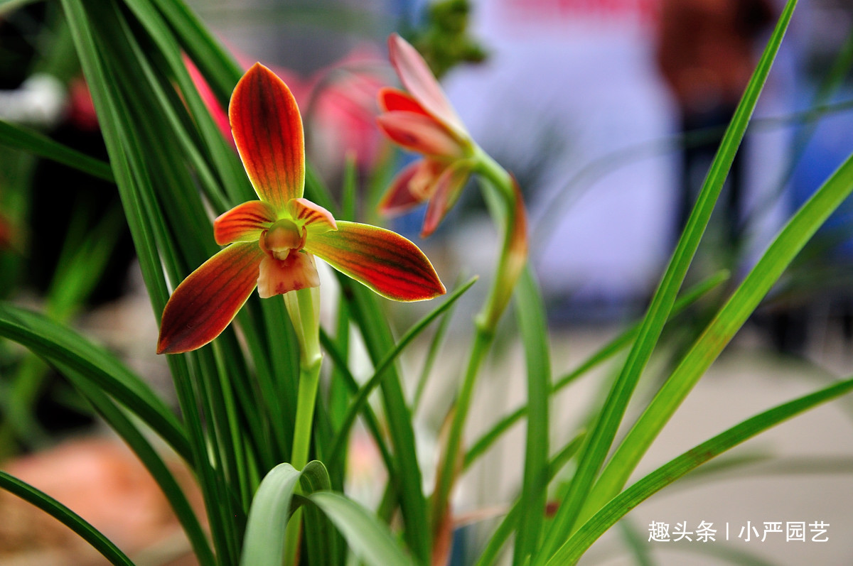 养兰花有一个“关键动作”，做好了开花水到渠成