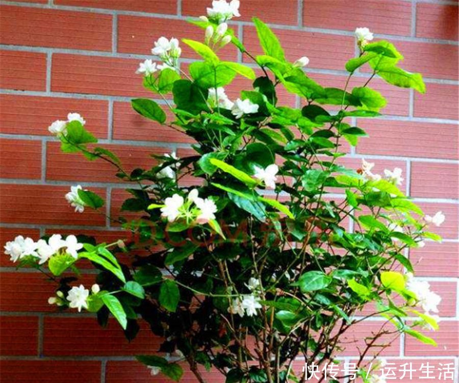 磷酸二氢钾|7月养茉莉花,浇水有讲究,掌握“5个要点”,叶子翠绿开爆盆