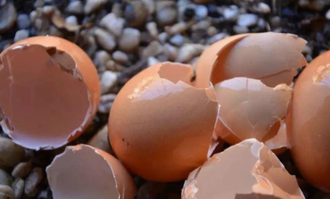 养花“三宝”:蛋壳、菜叶子、白醋,这些废弃物也能当肥料