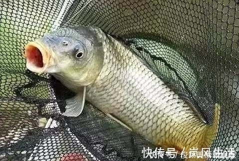 小顿口|野钓发现3种信号,说明“大家伙”来了,万万不要胡乱提竿