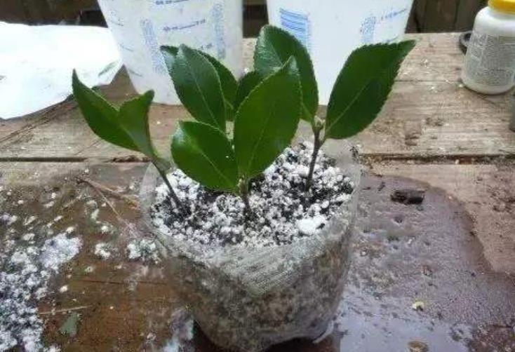 花卉|天热了,扦插花卉正当时,3种花现在扦插生根快,一盆轻松变多盆