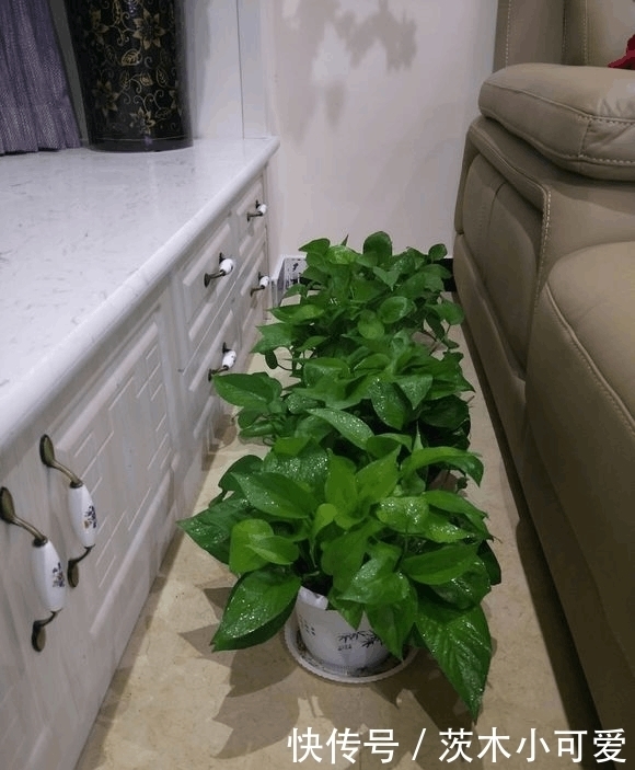 绿萝放在室内就能活,错,这些地方空着也不能放