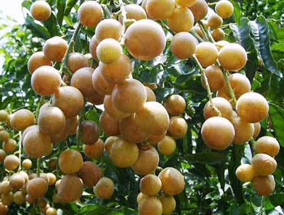 此果|晚上当零食吃几颗，一个月下来，消炎杀菌，止咳化痰，冬天不咳嗽