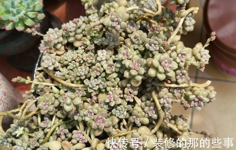 多肉姬|多肉姬秋丽易爆盆,有点烦,该怎么办?学会换盆土轻松搞定