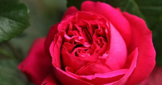 此花漂亮，四季开花，花量巨大，好种植，香气四溢，一花香一阳台