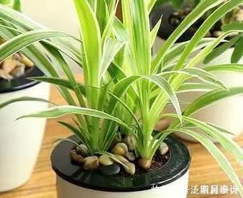 这三种绿植最爱喝雨水，阴天赶快搬到外面去，越淋越能轻松长不停