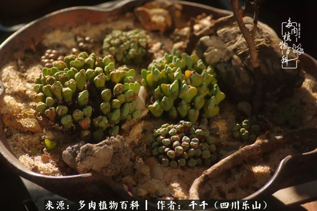 夏天日晒雨淋,秋老虎来势汹汹,你的多肉准备好逆袭了吗