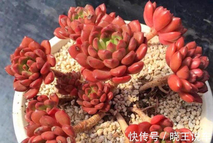 园艺新人小白可放心盆栽的多肉植物:红宝石,漂亮又好活