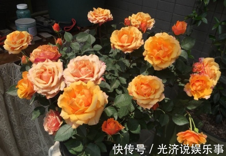 此款微型月季四季开,1次维持1个月,是开花机器里的“劳模”