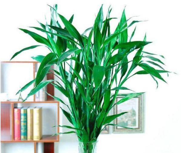 6种“富贵花”天生怕晒,客厅没光照,照样开满花,吉利旺家