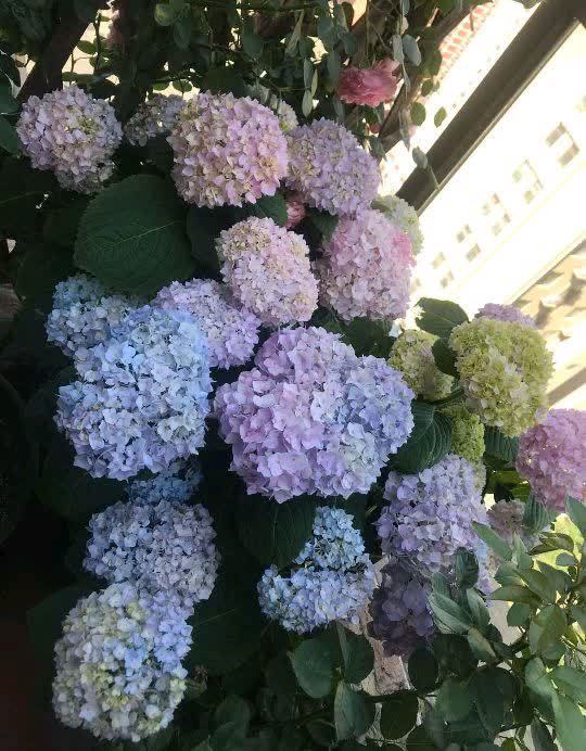 “最累”的8种花,花开连续几个月,一次开花几百朵