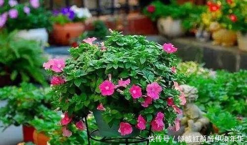 你丢掉的垃圾,我用来养花,一分钱不花,绿萝君子兰长得绿油油!