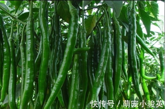 老婆把青辣椒放进坛子里,不加一滴水,10天后全家人吃“嗨”了