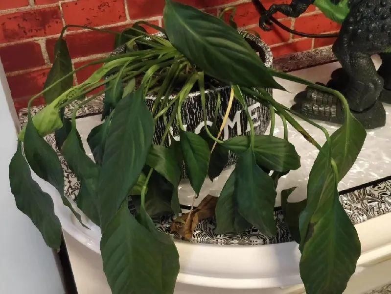 竹芋|11月,千万别买这种花,养不活惹一肚子气