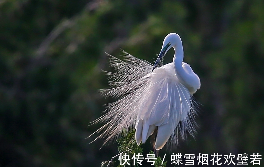 一鹭图！一首咏白鹭的古诗，垂杨芳草，晚霞清流，雪衣公子，独立汀洲