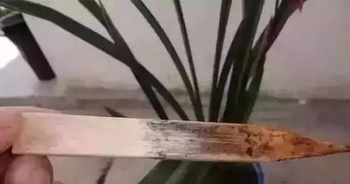  筷子|学会3个小技巧，盆土是干是湿轻松掌握，不用再担心盆栽水多水少