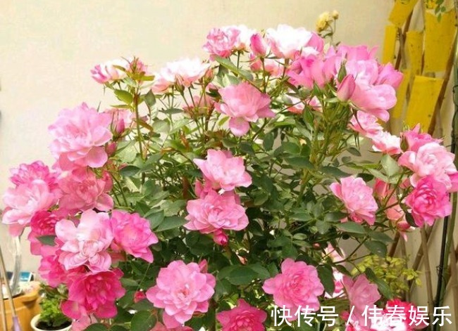 花期|阳台养这几朵花,花开不断,开花漂亮花期长,谁养谁喜欢