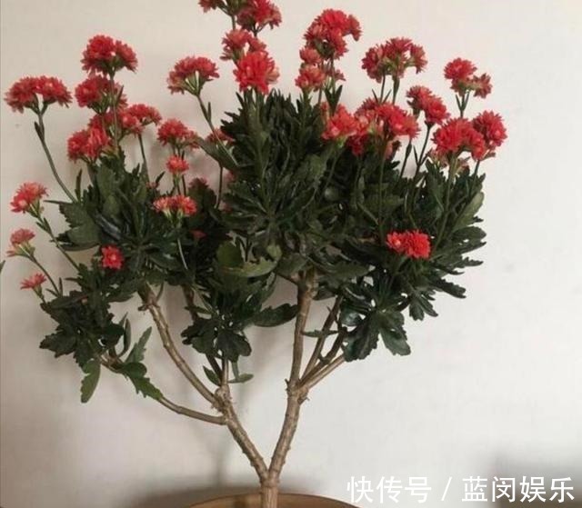 老桩|家里的长寿花,用1种方法,让它尽快长成老桩,开花多又美