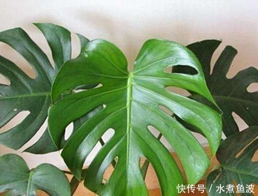 种花|室内“3种花”一见光就烂根,只要摆角落,一年四季“翠亮如春”