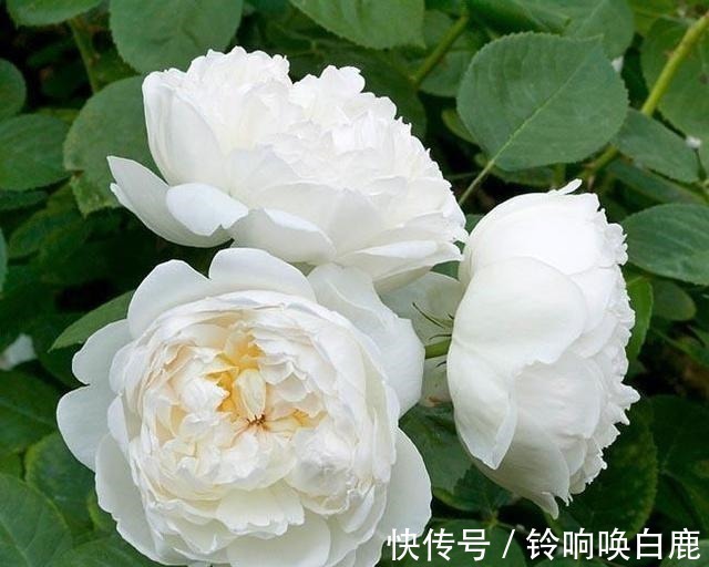 20款耐阴月季推荐,光线不充足也可以养好月季啦,花友鼎力推荐哟!