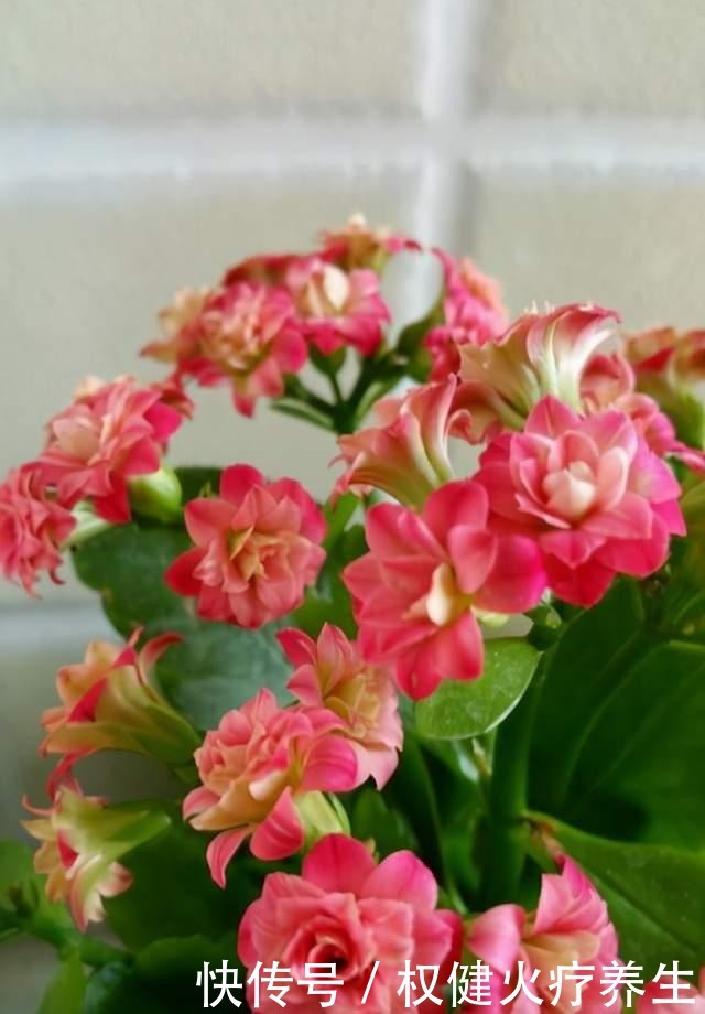 养花就要选开花多的品种,这3种花开花多,冬天也能养!