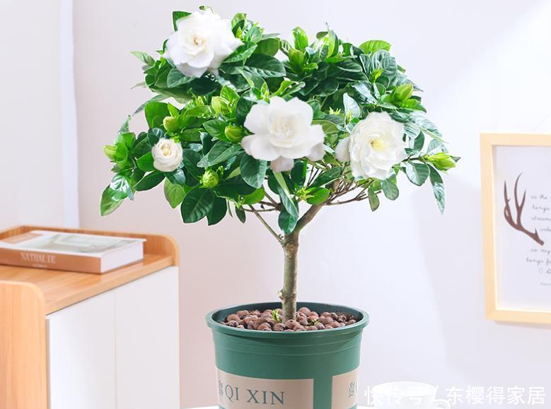 养护|3种花“清新脱俗”，不管养哪一种，都会觉得值得