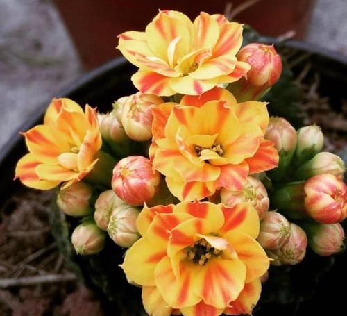  换盆|养长寿花，3件事别做，不然满头花苞也不开，别忽视