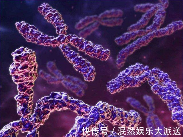 染色体|孕期第几周能看出“胎儿性别”这个时间段,B超医生一眼能看出