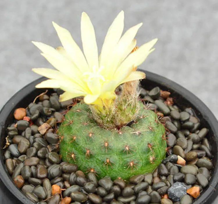 士童|误以为仙人掌很难开花,凑齐“4个条件”,开花一点不稀奇!