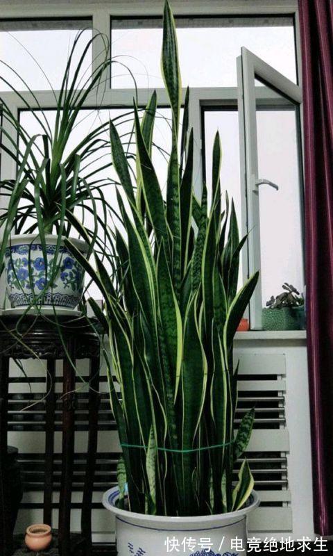 天冷后，9种花要“少水、断粮”，不然难过冬