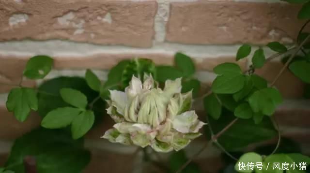  种植|家里有院子不如搞个种植池，这几样植物推荐给你