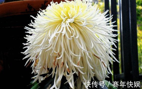 喜欢菊花,不如养盆优良名菊“风拂醉衣”,似残月绽放,卓越不凡