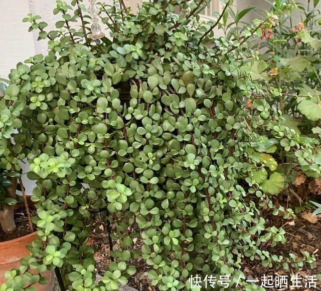 金枝玉叶开花了，特罕见，比雅乐之舞还美！金枝玉叶开花了，特罕见，比雅乐之舞还美！