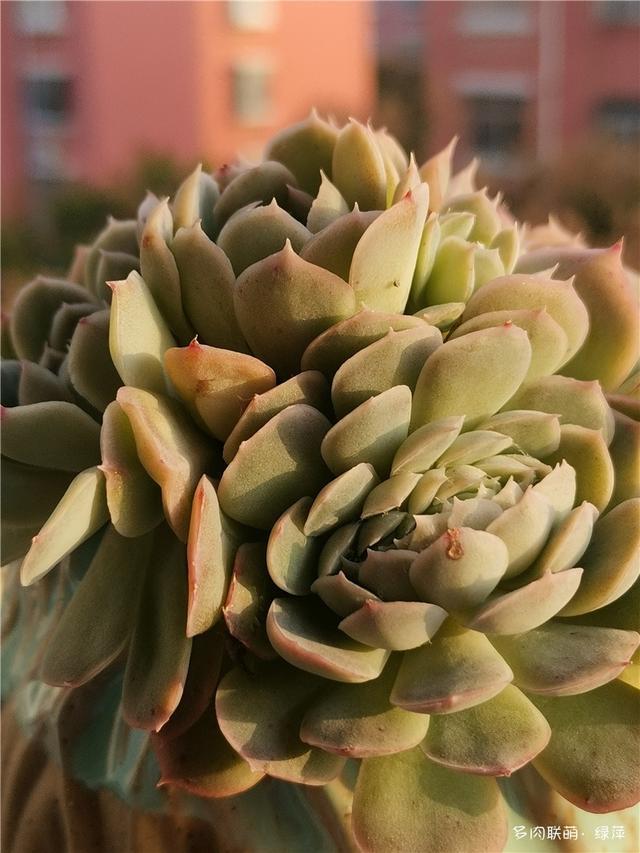 拈花一笑为红颜,无奈雨霾非吾恋