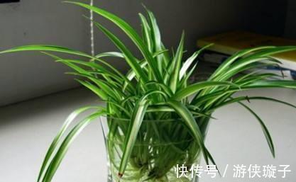水培植物长势差,易烂根,注意4个细节,不烂根养护省心